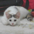 Pamuk