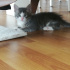 Duman