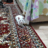 Pamuk