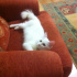 pamuk