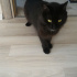 Zeytin