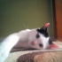 Pamuk
