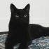 zeytin