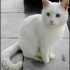 minnoş