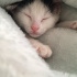 Pamuk