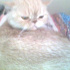 bal