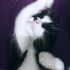 Mia
