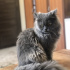 Duman