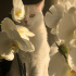 Pamuk