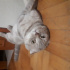 Duman