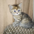 Zeytin