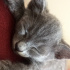 Duman
