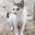 Pamuk