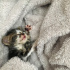 Zeytin