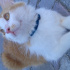 Pamuk