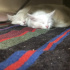 Pamuk