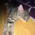 Duman
