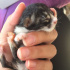 Zeytin