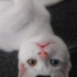 Pamuk