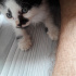 Pamuk