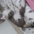 Duman