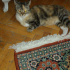 Pamuk