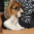 Daisy Safkan Beagle