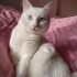 Pamuk