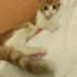Pamuk