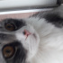 Duman