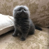 Duman