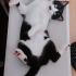 Zeytin