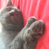 Duman