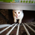 Pamuk