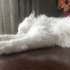 Pamuk