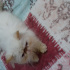 Pamuk