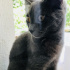 Duman