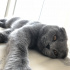 Duman