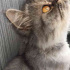 Duman