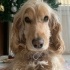 Shila