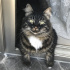 Kedi