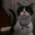 Pamuk