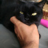 zeytin