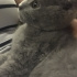 Duman