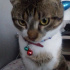 Duman