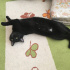 Zeytin