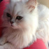 Pamuk