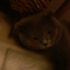 Duman
