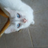 Pamuk