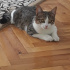 Duman